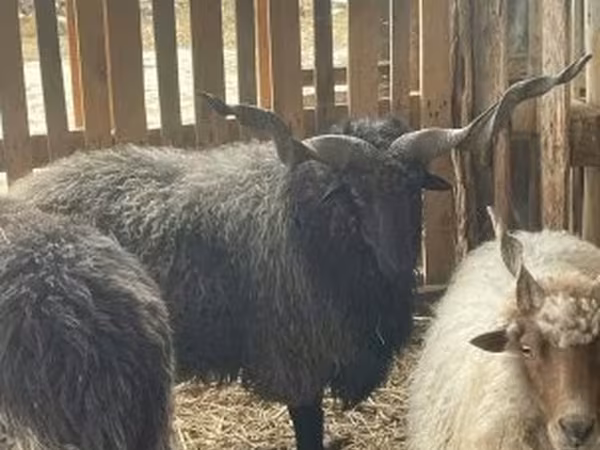 كبش, Racka sheep