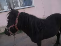 Kobila, Shetland Pony — fotografija 3