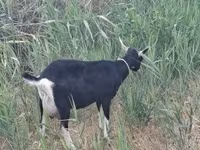 Goat, Goats — photo 4