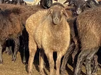 Owca, Edilbay sheep — zdjęcie 4
