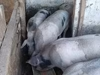 Schweine (Partie, Geschlecht nicht angegeben), Schweine — Foto 4