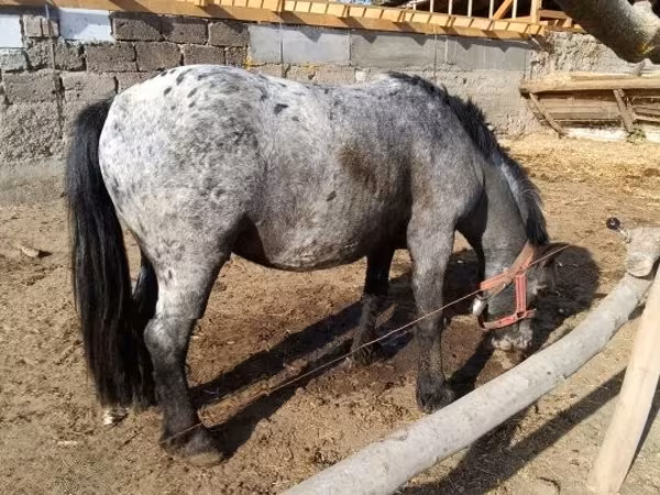 Айғыр, Appaloosa