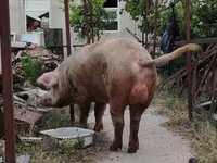 Säue, Schweine — Foto 1