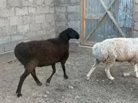 Ram, Sheep — photo 2