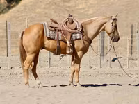 雄馬, Quarter Horse — 写真 4