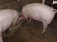 Schweine (Partie, Geschlecht nicht angegeben), Крупная белая — Foto 1