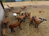 公羊, Cameroon sheep — 照片 1
