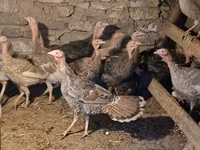 Turkeys — zdjęcie 3