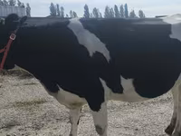 Сиыр, Russian Black pied cattle — 6-сурет