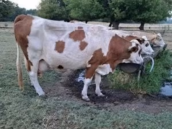 Krowa, Simmental cattle — Węgry