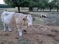 Kuh, Simmental cattle — Foto 3