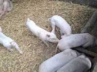 母猪, Pigs — 照片 4