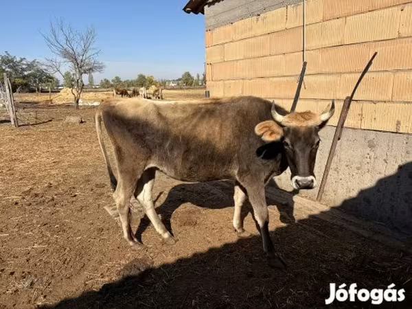 गाय, जर्सी नस्ल