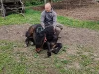 Kobyła, Konie — zdjęcie 5