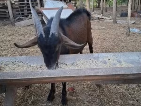 Cabro, Nubian Goat