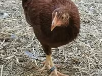 Chickens — zdjęcie 3