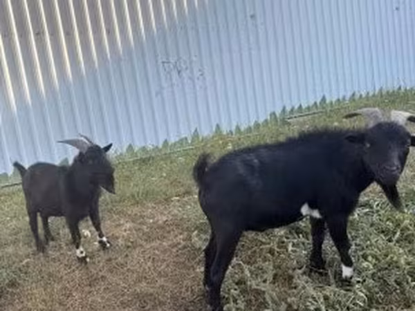 Jarac, Nigerian dwarf goats