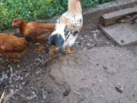 Chickens — Foto 7