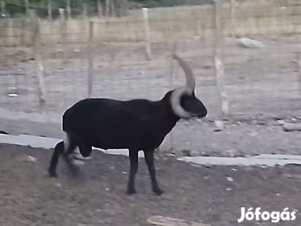 Carnero, Shetland sheep
