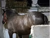 Yegua, Caballos — foto 1