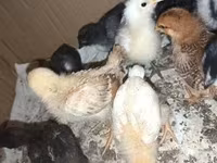 Chickens — Foto 3