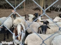 Schaf, Tsigai sheep — Foto 3