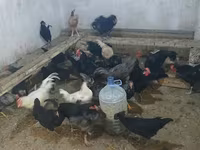Australorp — fotografija 1