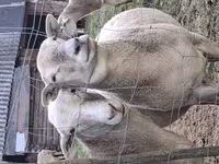 Ovan, Katum sheep — fotografija 5