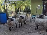 Ovan, Shroshire sheep — fotografija 5