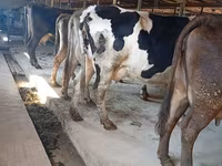 Krowa, Swiss cattle — zdjęcie 1