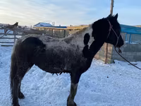 Pastuv, Yakutian horse — fotografija 3