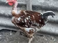 Chickens — foto 1