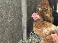 Chickens — 写真 3