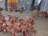 Chickens — 照片 2