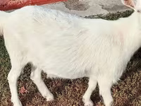 Koza, Saanen goat — fotografija 2