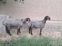 Qoç, Qoyunlar — foto 1