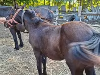 Mare, Horses — photo 7