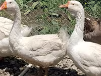 Geese — photo 5