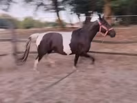 Kobyła, Appaloosa — zdjęcie 8