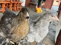 Brahma — foto 3