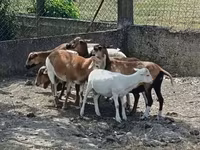 Ovelha, Cameroon sheep — foto 1
