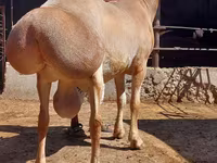 Ram, Sheep — photo 2
