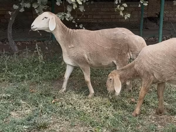 Owca, Arashan sheep