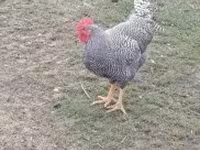 Chickens — photo 1