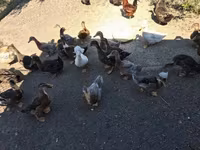 Ducks — zdjęcie 1