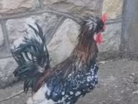 Chickens — zdjęcie 2