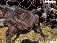 Jarac, Nubian Goat — fotografija 4