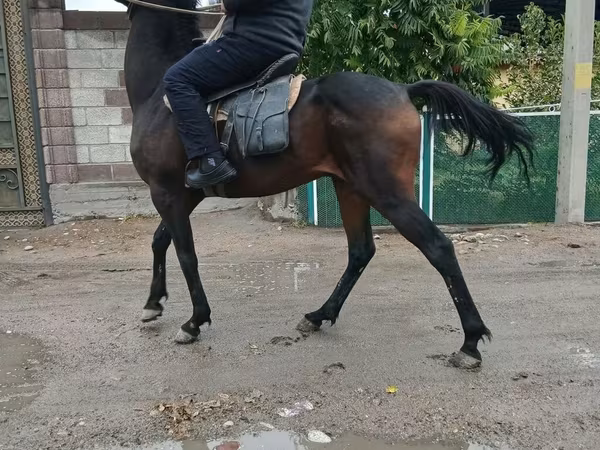 Pastuv, Thoroughbred horse