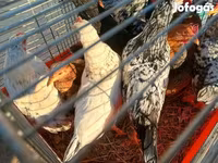 Japanisches Bantam — Foto 4