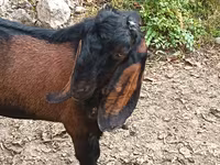 Bode, Cabras — foto 2